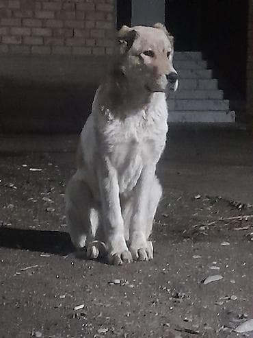 собака сосиска: Алабай, 4 месяца, Самка, С прививкой — 5