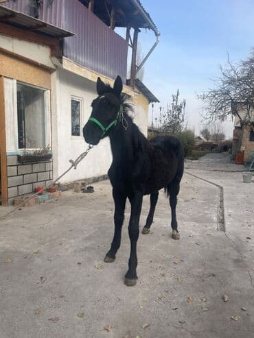 дом кошек: Продаю | Жеребенок | Для разведения — 4