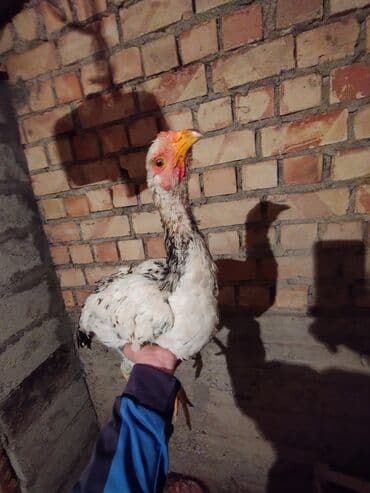 продаю в связи с переездом: Продаю | Петух | Бойцовая | Для разведения — 1