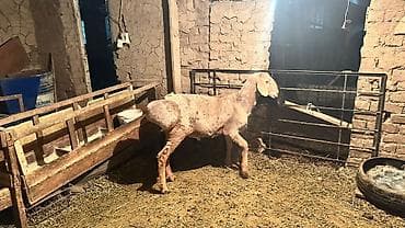 порода комару: Продаю | Овца (самка) | Для разведения | Племенные — 1