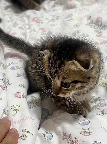 Скотиш Фолд (Шотландская вислоухая), 1 месяц, Мальчик, Метис, Приучена к лотку