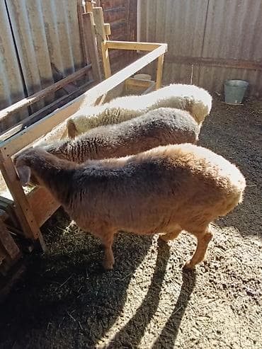 бирка для животных: Продаю | Ягненок | На забой — 8