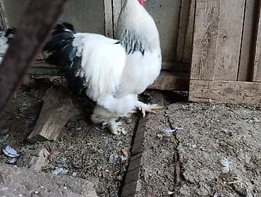 Сатам | Тооктор | Брама | Көбөйтүү үчүн