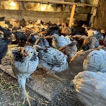 дакан цыпленок: Продаю | Цыплята | Для разведения — 4