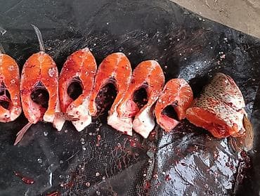 Азык-түлүктөр: Только оптом продаю радужную форель триплоид вес от 900 гр до 1,7 кг — 2