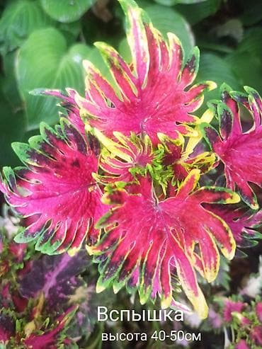 алма яблока: Открыта продажа сортовых КОЛЕУСОВ. цена за срез 100 сом.В коллекции — 2