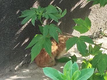 игрушки кошек: Отдам 3х котят в хорошие руки, г. Кара-Балта — 1