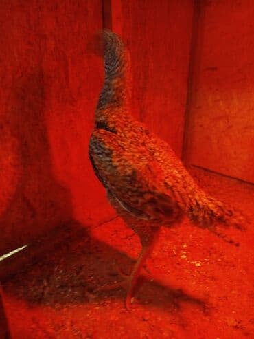 продажа собак в бишкеке: Дакан цесарка жожо короз сатылат активный алмашу жолдору бар адрес — 4