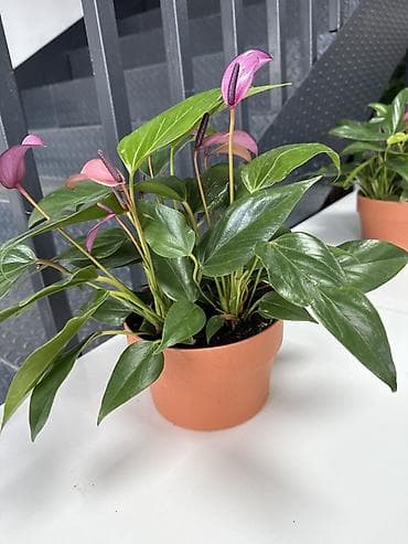 Антуриумы: Комнатные растения в горшках: - Антуриум (Anthurium) — компактные — 3