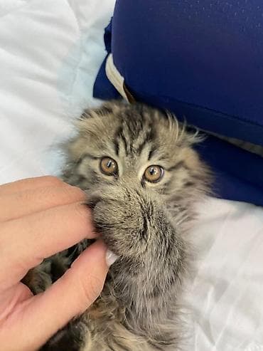 малёк рыбы: Скотиш Фолд (Шотландская вислоухая), 8 месяцев, Девочка — 2