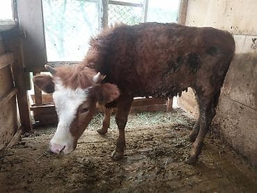 тай байтал: Продаю | Музоо, торпок | На откорм | Привязанные — 2