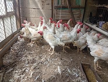 ящик бишкек: Продаю 3 месячных петухов — 1