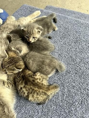 🐱 Котята в добрые руки! 🏡❤️ Бесплатно отдам очаровательных котят в
