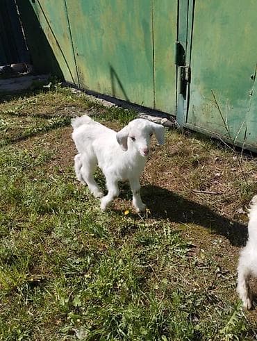 70 сом: Сатам | Улак | Заанен | Көбөйтүү үчүн | Асыл тукумдуу — 4