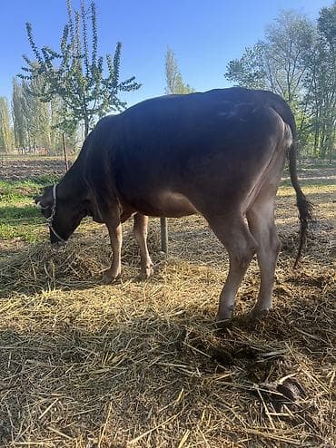 булан животное: Продаю | Корова (самка) | Для молока | Привязанные — 5