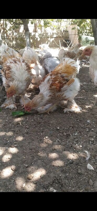 купить несушек курей: Продаю петухов Брама Окрас Белое золото возраст 6 месяцев — 6