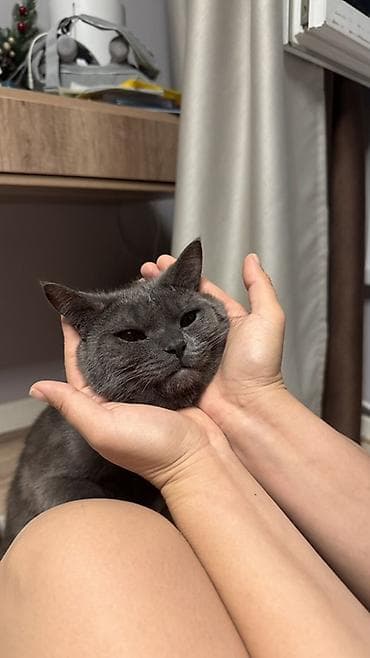 кошки британские: Британская короткошёрстная, 1 год, Мальчик, Серый — 4