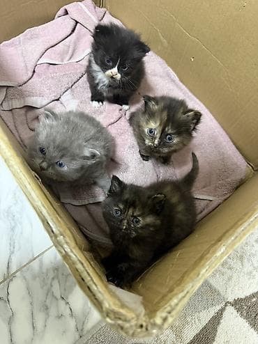 мышык кошка: Скотиш Страйт (Шотландиялык тик кулактуу), 2 айлык, Ургаачы, Таш бака, Лотокко барууга үйрөтүлгөн — 6