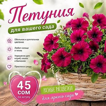 Петуния — яркое однолетнее украшение для сада, клумб, кашпо и