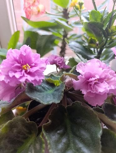 глок: Фиалка (сенполия) с махровыми цветками нежно‑лилового оттенка. Куст — 1