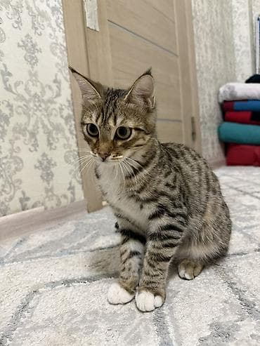 Отдам даром кошку: Кошка даром: Беспородная, 5 месяцев, Мальчик — 2