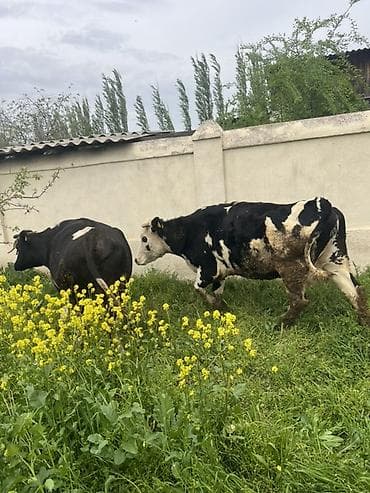 пародистые каровы: Продаю | Корова (самка) | Полукровка | На откорм — 3