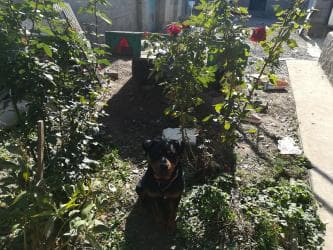 ротвелер: Ротвейлер ищет подругу без родословной,но с харизмой — 2