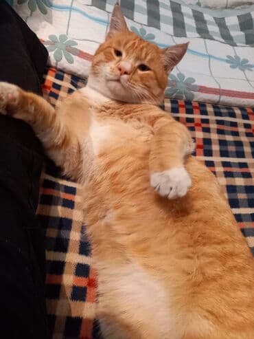 рэгдолл цена бишкек: Кошка даром: Беспородная, 1 год, Мальчик, Приучена к лотку, Проглистована — 1