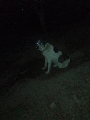 бультерьер щенок купить: 1 год, Самец, С прививкой — 3