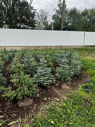 сеянцы голубой ели: Ель голубая (Picea pungens Glauca) из открытого грунта - Декоративные — 2