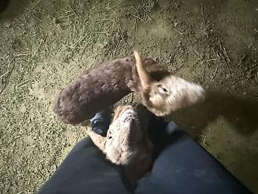 на ферму: Продаю | Ягненок | Для разведения — 2