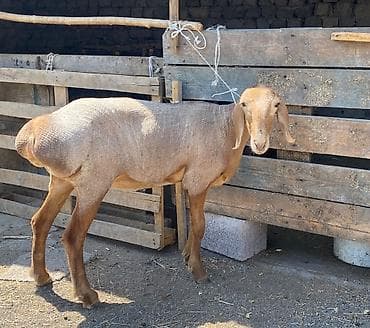 алабай собака цена: Продаю | Овца (самка), Ягненок | Арашан | Для разведения — 4
