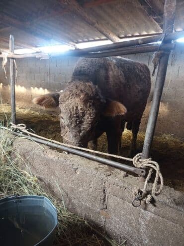 куплю домашнее животное: Продаю | Бык (самец) | На откорм | Привязанные — 5