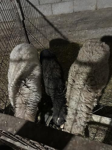 куры кохин: Продаю | Ягненок | Для разведения — 3