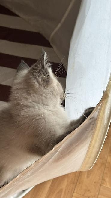 английская кошка: Кошка даром: Беспородная, 2 месяца, Мальчик, Метис, Приучена к лотку — 5