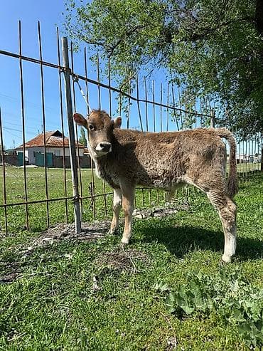 ангус купить: Продаю | Бык (самец), Музоо, торпок | На откорм — 4