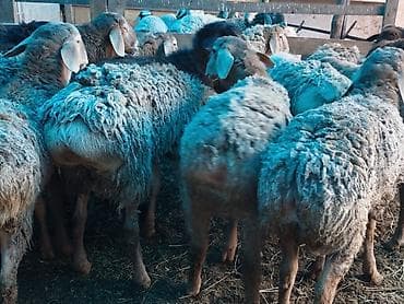 Үй жаныбарлары үчүн товарлар: Сатам | Кочкор (эркек) | Гиссар | Союуга — 5