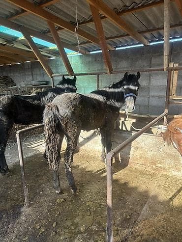 машинки для стрижки собак: Продаю | Жеребенок | Для разведения | Племенные — 4