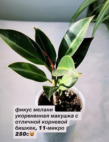 крассула: В продаже комнатные цветы разные см фотки фикусы и тд НАПИШИТЕ — 4