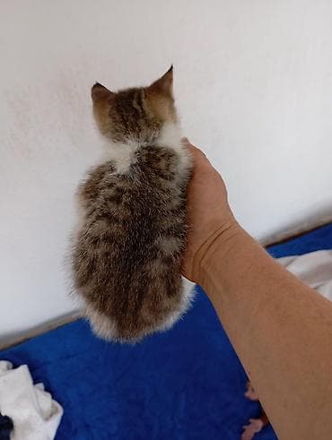попугай какаду: Котёнок мальчик 1,5 месяцев игручий ласковый — 3