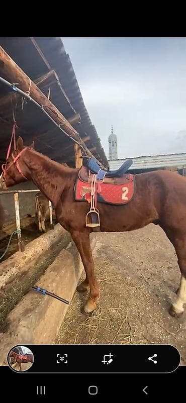 Продаю | Жеребец | Конный спорт