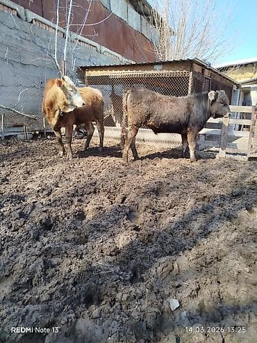 Товары и оборудование для с/х животных: Продаю | Бык (самец) — 5