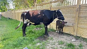 бычки сементал: Продаю | Корова (самка) | Для молока | После отела — 1