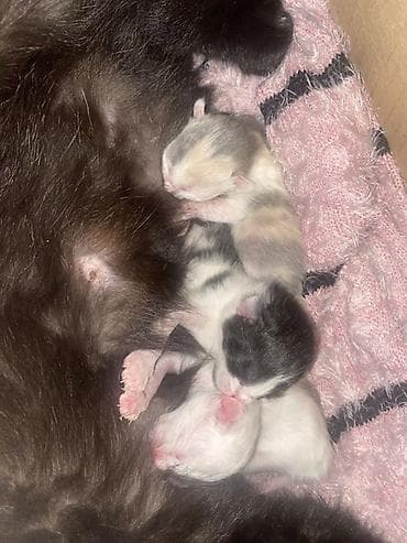 котята мейн кун: 2 месяца, Мальчик, Метис, Приучена к лотку — 8