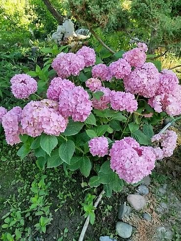 цветы: Саженцы — 3