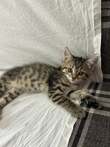 отдам даром котенка бишкек: Кошка даром: Беспородная, 2 месяца, Мальчик, Приучена к лотку — 6