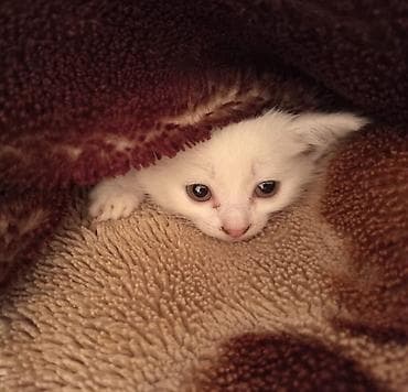 bb kitty бишкек: Мышык бекер берилет: Ангор, 1 айлык, Ургаачы — 4