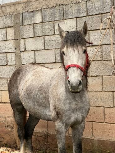 купить рабочую охотничью собаку: Продаю | Жеребец, Конь (самец) | Рабочий — 3