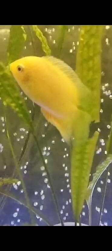 уй животных: Мы находимся а Беловодске! Аквариумные рыбки! черепахи тритоны !!!! — 8