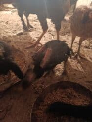 продажа домашних животных: Сатам | Тооктор, Балапандар | Дакан | Тебиштирүү үчүн — 7